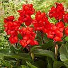 Flower bulbs and seeds Van Zyverden 5ct Cannasol Cannas Happy Carmen Bulbs
