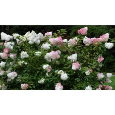 Summer Flowers Plant Network 2 gal. Berry White Hydrangea