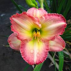 Summer Flowers Van Zyverden Daylilies Frosted Vintage
