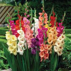 Flower bulbs and seeds Van Zyverden Stars and Stripes Large Flowering Gladiolus Plant Mix, 35