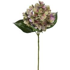 Blomsterfrø på salg Mr Plant Hortensia snittblomma lila/grön