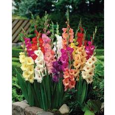 Pots, Plants & Cultivation Van Zyverden 50ct Gladiolus Large Flowering Rainbow Mixed Bulbs