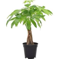 4 inch plant pots Arcadia Garden Products 4" Live Money Tree