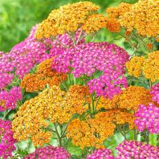 Van Zyverden Plants Van Zyverden Set of 8 Yarrow Fragrant Terra Cotta Blend Pollinator