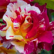 Flower Seeds Van Zyverden Roses Maurice Utrillo 1 Root