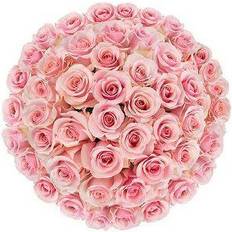 Flowers Flowers for Weddings Fresh Cut Pink Roses Bunches 50