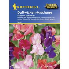 Heckenpflanzen Kiepenkerl Duftwicken, Lathyrus odoratus, Samen, Blüte: