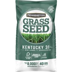 Pennington Pots, Plants & Cultivation Pennington Kentucky 31 Tall Fescue Grass Sun Seed