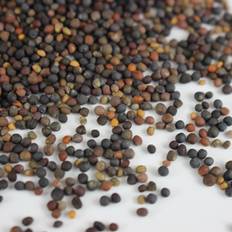 Vegetable Seeds Basic Salad Mix Microgreens Seeds Non-GMO Micro Seed