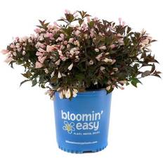 Trees & Shrubs BLOOMIN' EASY 2 Gal. Afterglow Weigela Live