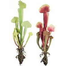 Garden Saws on sale Melrose Cobra Lily Plant Set