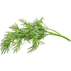 Click and Grow Seeds Click and Grow Smart Garden Dill Plant Pods, 3-Pack