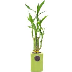 Arcadia Garden Products Live 5-Stem Lucky Bamboo Contour II
