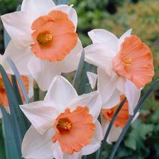 Van Zyverden Plant Bulbs White 'Chromacolor' Daffodil Bulb