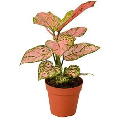4 inch plant pots House Plant Shop Lady Valentine Chinese Evergreen Aglaonema