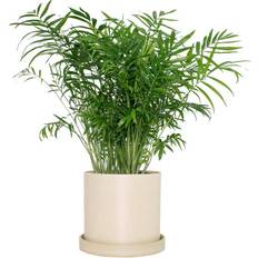 Potted Plants 7 Cream Upcycled Planter with Parlor Palm Live Houseplant Bright Sun