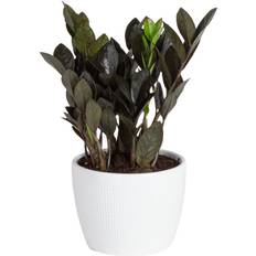 Potted Plants Costa Farms Raven ZZ