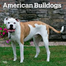 Office Supplies Browntrout American Bulldogs Monthly Wall Calendar 2024