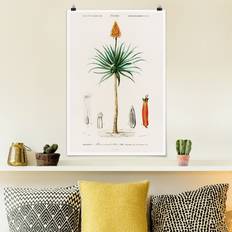 Orange Poster Botanik Vintage Illustration Aloe Orange Blüte Poster