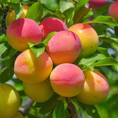 Ornamental Trees Brighter Blooms Apricot Plant Pot 11785
