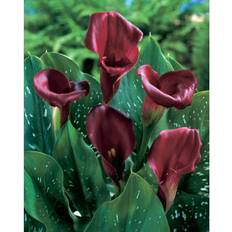 Van Zyverden Pots, Plants & Cultivation Van Zyverden Set of 5 Callas Bulbs Majestic Red