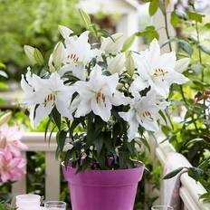 Van Zyverden Pots & Planters Van Zyverden Patio White Romance Lilies with Planter Nursery