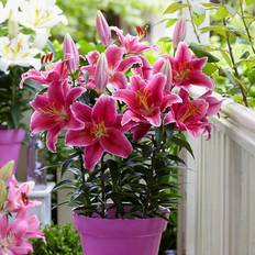 Van Zyverden Pots & Planters Van Zyverden Patio Pink Romance Lilies with Planter Nursery