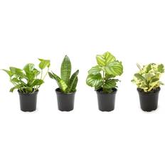 Plants for Pets Essential Houseplant Collection 4-pack