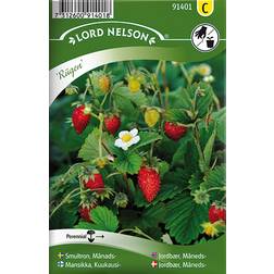 Nelson Garden Strawberries Rügen 495 pack