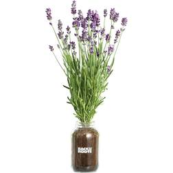 Back To The Roots Lavender Planter Kit