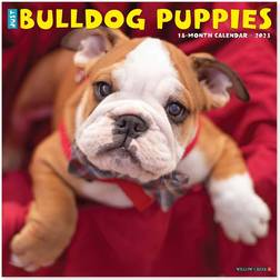 Willow Creek Press Just Bulldog Puppies 2023 Calendar