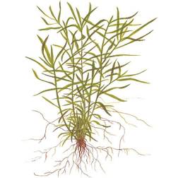 TROPICA Heteranthera zosterifolia 1-2-Grow!