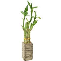 Arcadia Garden Products LV24 5-Stem Lucky Bamboo, Live