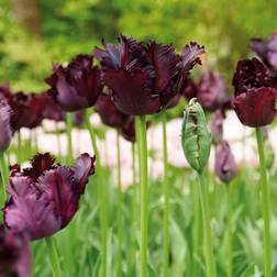 Van Zyverden Tulips Bulbs Black