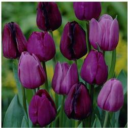 Van Zyverden Tulips Non-Stop Purple Blend