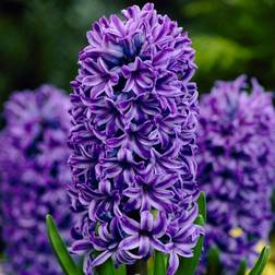 Van Zyverden 10ct Hyacinths Atlantic Blue Bulbs