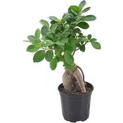 Arcadia Garden Products LV61 Ginseng Ficus Live