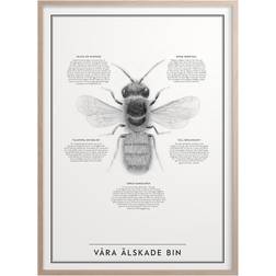 Kunskapstavlan Our Beloved Bees Poster 50x70cm