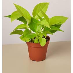 Pothos Neon Epipremnum Aureum Plant Grower Pot