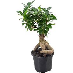 Arcadia Garden Products LV62 Ginseng Ficus Live Plant