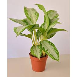Silver Bay Chinese Evergreen Aglaonema Plant