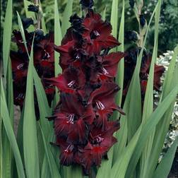 Van Zyverden Gladiolus Large Flowering Black