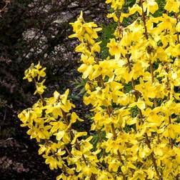Van Zyverden Outdoor Pre-Planted Plants Yellow Forsythia Magical