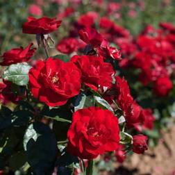 Van Zyverden Bushes and Shrubs Red Roses Europeana Root