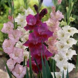 Van Zyverden Plant Bulbs Gladiolus Prosperity Blend