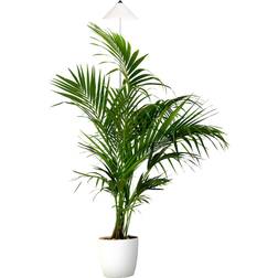 VENSO EcoSolutions Parus SUNLiTE XL LED Vollspektrum Pflanzenlampe Weiß 25W Indoor Plants Pflanzen Beleuchtung, mit ausziehbarem Teleskopstab, Parus Pflanzenlampe für große und kleine Zimmerpflanzen