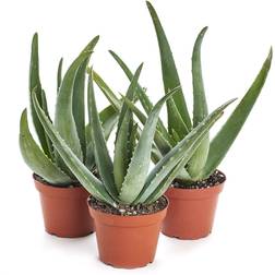 Shop Succulents 3-ALOE-4IN Hand Selected Variety Pack of Aloe Plants Collection 3