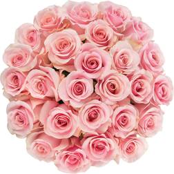 Birthday Flowers Republic Fresh Cut Premium Ecuadorian Pink Roses Bunches
