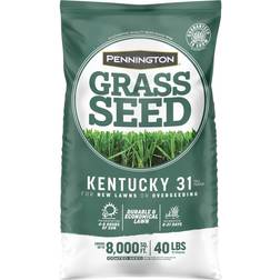 Pennington Kentucky 31 Tall Fescue Grass Sun Seed