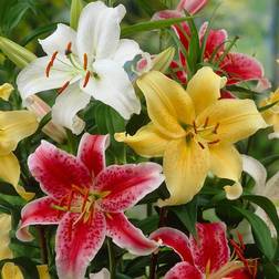 Van Zyverden Lilies Oriental Fragrant